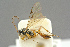  ( - BC-ZSM-HYM-27451-G03)  @11 [ ] CreativeCommons - Attribution Non-Commercial Share-Alike (2016) SNSB, Staatliche Naturwissenschaftliche Sammlungen Bayerns ZSM (SNSB, Zoologische Staatssammlung Muenchen)