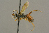  ( - BC-ZSM-HYM-27451-G06)  @13 [ ] CreativeCommons - Attribution Non-Commercial Share-Alike (2016) SNSB, Staatliche Naturwissenschaftliche Sammlungen Bayerns ZSM (SNSB, Zoologische Staatssammlung Muenchen)