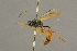  ( - BC-ZSM-HYM-27451-H09)  @13 [ ] CreativeCommons - Attribution Non-Commercial Share-Alike (2016) SNSB, Staatliche Naturwissenschaftliche Sammlungen Bayerns ZSM (SNSB, Zoologische Staatssammlung Muenchen)