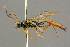  (Mesoleptus angustulus - BC-ZSM-HYM-27452-A08)  @14 [ ] CreativeCommons - Attribution Non-Commercial Share-Alike (2016) SNSB, Staatliche Naturwissenschaftliche Sammlungen Bayerns ZSM (SNSB, Zoologische Staatssammlung Muenchen)