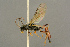  (Mesoleptus laevigatus - BC-ZSM-HYM-27452-A12)  @14 [ ] CreativeCommons - Attribution Non-Commercial Share-Alike (2016) SNSB, Staatliche Naturwissenschaftliche Sammlungen Bayerns ZSM (SNSB, Zoologische Staatssammlung Muenchen)