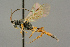  ( - BC-ZSM-HYM-27452-B01)  @11 [ ] CreativeCommons - Attribution Non-Commercial Share-Alike (2016) SNSB, Staatliche Naturwissenschaftliche Sammlungen Bayerns ZSM (SNSB, Zoologische Staatssammlung Muenchen)