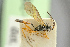  ( - BC-ZSM-HYM-27452-B02)  @11 [ ] CreativeCommons - Attribution Non-Commercial Share-Alike (2016) SNSB, Staatliche Naturwissenschaftliche Sammlungen Bayerns ZSM (SNSB, Zoologische Staatssammlung Muenchen)