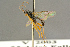  ( - BC-ZSM-HYM-27452-B05)  @13 [ ] CreativeCommons - Attribution Non-Commercial Share-Alike (2016) SNSB, Staatliche Naturwissenschaftliche Sammlungen Bayerns ZSM (SNSB, Zoologische Staatssammlung Muenchen)
