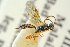  ( - BC-ZSM-HYM-27452-B07)  @12 [ ] CreativeCommons - Attribution Non-Commercial Share-Alike (2016) SNSB, Staatliche Naturwissenschaftliche Sammlungen Bayerns ZSM (SNSB, Zoologische Staatssammlung Muenchen)