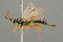  ( - BC-ZSM-HYM-27452-B08)  @11 [ ] CreativeCommons - Attribution Non-Commercial Share-Alike (2016) SNSB, Staatliche Naturwissenschaftliche Sammlungen Bayerns ZSM (SNSB, Zoologische Staatssammlung Muenchen)