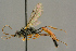  (Mesoleptus incessor - BC-ZSM-HYM-27452-B09)  @14 [ ] CreativeCommons - Attribution Non-Commercial Share-Alike (2016) SNSB, Staatliche Naturwissenschaftliche Sammlungen Bayerns ZSM (SNSB, Zoologische Staatssammlung Muenchen)