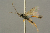  ( - BC-ZSM-HYM-27452-B11)  @11 [ ] CreativeCommons - Attribution Non-Commercial Share-Alike (2016) SNSB, Staatliche Naturwissenschaftliche Sammlungen Bayerns ZSM (SNSB, Zoologische Staatssammlung Muenchen)