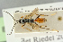 ( - BC-ZSM-HYM-27452-C03)  @13 [ ] CreativeCommons - Attribution Non-Commercial Share-Alike (2016) SNSB, Staatliche Naturwissenschaftliche Sammlungen Bayerns ZSM (SNSB, Zoologische Staatssammlung Muenchen)