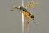  (Cubocephalus MS18-03 - BC-ZSM-HYM-27452-C04)  @11 [ ] CreativeCommons - Attribution Non-Commercial Share-Alike (2016) SNSB, Staatliche Naturwissenschaftliche Sammlungen Bayerns ZSM (SNSB, Zoologische Staatssammlung Muenchen)