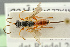  (Cubocephalus sperator - BC-ZSM-HYM-27452-C05)  @15 [ ] CreativeCommons - Attribution Non-Commercial Share-Alike (2016) SNSB, Staatliche Naturwissenschaftliche Sammlungen Bayerns ZSM (SNSB, Zoologische Staatssammlung Muenchen)