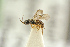  ( - BC-ZSM-HYM-27452-D09)  @11 [ ] CreativeCommons - Attribution Non-Commercial Share-Alike (2016) SNSB, Staatliche Naturwissenschaftliche Sammlungen Bayerns ZSM (SNSB, Zoologische Staatssammlung Muenchen)