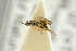  ( - BC-ZSM-HYM-27452-D11)  @11 [ ] CreativeCommons - Attribution Non-Commercial Share-Alike (2016) SNSB, Staatliche Naturwissenschaftliche Sammlungen Bayerns ZSM (SNSB, Zoologische Staatssammlung Muenchen)