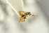  ( - BC-ZSM-HYM-27452-D12)  @11 [ ] CreativeCommons - Attribution Non-Commercial Share-Alike (2016) SNSB, Staatliche Naturwissenschaftliche Sammlungen Bayerns ZSM (SNSB, Zoologische Staatssammlung Muenchen)