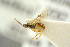  (Adelognathus tenthredinarum - BC-ZSM-HYM-27452-G08)  @11 [ ] CreativeCommons - Attribution Non-Commercial Share-Alike (2016) SNSB, Staatliche Naturwissenschaftliche Sammlungen Bayerns ZSM (SNSB, Zoologische Staatssammlung Muenchen)