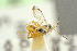  (Adelognathus thomsoni - BC-ZSM-HYM-27452-G12)  @12 [ ] CreativeCommons - Attribution Non-Commercial Share-Alike (2016) SNSB, Staatliche Naturwissenschaftliche Sammlungen Bayerns ZSM (SNSB, Zoologische Staatssammlung Muenchen)