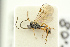  (Epistathmus - BC-ZSM-HYM-27453-A01)  @15 [ ] CreativeCommons - Attribution Non-Commercial Share-Alike (2016) SNSB, Staatliche Naturwissenschaftliche Sammlungen Bayerns ZSM (SNSB, Zoologische Staatssammlung Muenchen)