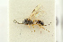  ( - BC-ZSM-HYM-27453-A03)  @11 [ ] CreativeCommons - Attribution Non-Commercial Share-Alike (2016) SNSB, Staatliche Naturwissenschaftliche Sammlungen Bayerns ZSM (SNSB, Zoologische Staatssammlung Muenchen)