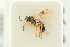  (Phradis rufiventris - BC-ZSM-HYM-27453-A06)  @11 [ ] CreativeCommons - Attribution Non-Commercial Share-Alike (2016) SNSB, Staatliche Naturwissenschaftliche Sammlungen Bayerns ZSM (SNSB, Zoologische Staatssammlung Muenchen)