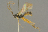  ( - BC-ZSM-HYM-27453-A07)  @11 [ ] CreativeCommons - Attribution Non-Commercial Share-Alike (2016) SNSB, Staatliche Naturwissenschaftliche Sammlungen Bayerns ZSM (SNSB, Zoologische Staatssammlung Muenchen)