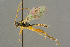  ( - BC-ZSM-HYM-27453-A09)  @11 [ ] CreativeCommons - Attribution Non-Commercial Share-Alike (2016) SNSB, Staatliche Naturwissenschaftliche Sammlungen Bayerns ZSM (SNSB, Zoologische Staatssammlung Muenchen)