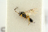  ( - BC-ZSM-HYM-27453-B07)  @13 [ ] CreativeCommons - Attribution Non-Commercial Share-Alike (2016) SNSB, Staatliche Naturwissenschaftliche Sammlungen Bayerns ZSM (SNSB, Zoologische Staatssammlung Muenchen)