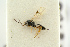  ( - BC-ZSM-HYM-27453-B08)  @11 [ ] CreativeCommons - Attribution Non-Commercial Share-Alike (2016) SNSB, Staatliche Naturwissenschaftliche Sammlungen Bayerns ZSM (SNSB, Zoologische Staatssammlung Muenchen)