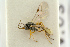  (Phradis brevis - BC-ZSM-HYM-27453-B09)  @11 [ ] CreativeCommons - Attribution Non-Commercial Share-Alike (2016) SNSB, Staatliche Naturwissenschaftliche Sammlungen Bayerns ZSM (SNSB, Zoologische Staatssammlung Muenchen)