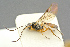  ( - BC-ZSM-HYM-27453-C12)  @11 [ ] CreativeCommons - Attribution Non-Commercial Share-Alike (2016) SNSB, Staatliche Naturwissenschaftliche Sammlungen Bayerns ZSM (SNSB, Zoologische Staatssammlung Muenchen)