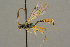  ( - BC-ZSM-HYM-27453-D01)  @11 [ ] CreativeCommons - Attribution Non-Commercial Share-Alike (2016) SNSB, Staatliche Naturwissenschaftliche Sammlungen Bayerns ZSM (SNSB, Zoologische Staatssammlung Muenchen)
