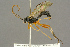 ( - BC-ZSM-HYM-27453-D08)  @11 [ ] CreativeCommons - Attribution Non-Commercial Share-Alike (2016) SNSB, Staatliche Naturwissenschaftliche Sammlungen Bayerns ZSM (SNSB, Zoologische Staatssammlung Muenchen)