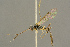  ( - BC-ZSM-HYM-27453-E01)  @11 [ ] CreativeCommons - Attribution Non-Commercial Share-Alike (2016) SNSB, Staatliche Naturwissenschaftliche Sammlungen Bayerns ZSM (SNSB, Zoologische Staatssammlung Muenchen)
