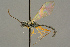  ( - BC-ZSM-HYM-27453-E03)  @11 [ ] CreativeCommons - Attribution Non-Commercial Share-Alike (2016) SNSB, Staatliche Naturwissenschaftliche Sammlungen Bayerns ZSM (SNSB, Zoologische Staatssammlung Muenchen)