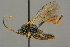  (Pion nigripes - BC-ZSM-HYM-27453-F02)  @14 [ ] CreativeCommons - Attribution Non-Commercial Share-Alike (2016) SNSB, Staatliche Naturwissenschaftliche Sammlungen Bayerns ZSM (SNSB, Zoologische Staatssammlung Muenchen)