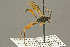  ( - BC-ZSM-HYM-27453-H05)  @14 [ ] CreativeCommons - Attribution Non-Commercial Share-Alike (2016) SNSB, Staatliche Naturwissenschaftliche Sammlungen Bayerns ZSM (SNSB, Zoologische Staatssammlung Muenchen)