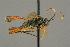  ( - BC-ZSM-HYM-27453-H06)  @11 [ ] CreativeCommons - Attribution Non-Commercial Share-Alike (2016) SNSB, Staatliche Naturwissenschaftliche Sammlungen Bayerns ZSM (SNSB, Zoologische Staatssammlung Muenchen)