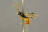  ( - BC-ZSM-HYM-27453-H11)  @11 [ ] CreativeCommons - Attribution Non-Commercial Share-Alike (2016) SNSB, Staatliche Naturwissenschaftliche Sammlungen Bayerns ZSM (SNSB, Zoologische Staatssammlung Muenchen)