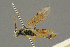  ( - BC-ZSM-HYM-27455-A02)  @11 [ ] CreativeCommons - Attribution Non-Commercial Share-Alike (2016) SNSB, Staatliche Naturwissenschaftliche Sammlungen Bayerns ZSM (SNSB, Zoologische Staatssammlung Muenchen)