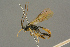  ( - BC-ZSM-HYM-27455-A03)  @11 [ ] CreativeCommons - Attribution Non-Commercial Share-Alike (2016) SNSB, Staatliche Naturwissenschaftliche Sammlungen Bayerns ZSM (SNSB, Zoologische Staatssammlung Muenchen)