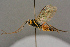  ( - BC-ZSM-HYM-27455-B09)  @12 [ ] CreativeCommons - Attribution Non-Commercial Share-Alike (2016) SNSB, Staatliche Naturwissenschaftliche Sammlungen Bayerns ZSM (SNSB, Zoologische Staatssammlung Muenchen)