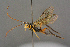  ( - BC-ZSM-HYM-27455-B11)  @13 [ ] CreativeCommons - Attribution Non-Commercial Share-Alike (2016) SNSB, Staatliche Naturwissenschaftliche Sammlungen Bayerns ZSM (SNSB, Zoologische Staatssammlung Muenchen)