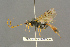  ( - BC-ZSM-HYM-27455-F01)  @11 [ ] CreativeCommons - Attribution Non-Commercial Share-Alike (2016) SNSB, Staatliche Naturwissenschaftliche Sammlungen Bayerns ZSM (SNSB, Zoologische Staatssammlung Muenchen)