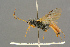  (Tryphon auricularis - BC-ZSM-HYM-27455-F03)  @11 [ ] CreativeCommons - Attribution Non-Commercial Share-Alike (2016) SNSB, Staatliche Naturwissenschaftliche Sammlungen Bayerns ZSM (SNSB, Zoologische Staatssammlung Muenchen)
