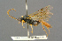  ( - BC-ZSM-HYM-27455-F04)  @14 [ ] CreativeCommons - Attribution Non-Commercial Share-Alike (2016) SNSB, Staatliche Naturwissenschaftliche Sammlungen Bayerns ZSM (SNSB, Zoologische Staatssammlung Muenchen)
