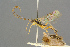  ( - BC-ZSM-HYM-27455-F09)  @11 [ ] CreativeCommons - Attribution Non-Commercial Share-Alike (2016) SNSB, Staatliche Naturwissenschaftliche Sammlungen Bayerns ZSM (SNSB, Zoologische Staatssammlung Muenchen)