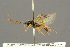  ( - BC-ZSM-HYM-27455-G06)  @12 [ ] CreativeCommons - Attribution Non-Commercial Share-Alike (2016) SNSB, Staatliche Naturwissenschaftliche Sammlungen Bayerns ZSM (SNSB, Zoologische Staatssammlung Muenchen)