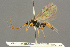  (Ctenochira marginata - BC-ZSM-HYM-27455-G09)  @14 [ ] CreativeCommons - Attribution Non-Commercial Share-Alike (2016) SNSB, Staatliche Naturwissenschaftliche Sammlungen Bayerns ZSM (SNSB, Zoologische Staatssammlung Muenchen)