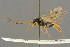  ( - BC-ZSM-HYM-27455-G11)  @12 [ ] CreativeCommons - Attribution Non-Commercial Share-Alike (2016) SNSB, Staatliche Naturwissenschaftliche Sammlungen Bayerns ZSM (SNSB, Zoologische Staatssammlung Muenchen)