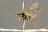  (Ctenochira - BC-ZSM-HYM-27455-H02)  @15 [ ] CreativeCommons - Attribution Non-Commercial Share-Alike (2016) SNSB, Staatliche Naturwissenschaftliche Sammlungen Bayerns ZSM (SNSB, Zoologische Staatssammlung Muenchen)