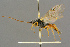  ( - BC-ZSM-HYM-27455-H03)  @11 [ ] CreativeCommons - Attribution Non-Commercial Share-Alike (2016) SNSB, Staatliche Naturwissenschaftliche Sammlungen Bayerns ZSM (SNSB, Zoologische Staatssammlung Muenchen)